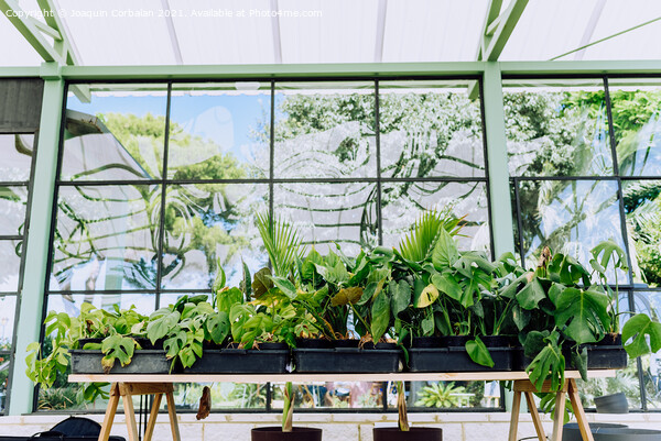 Indoor plants grown in a very bright home greenhouse. Picture Board by Joaquin Corbalan
