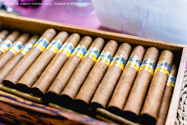 Valencia, Spain - September 8, 2021: Box of Cohiba Cuban cigars. Picture Board by Joaquin Corbalan