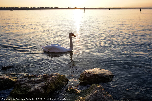 A swan walks near the shore of Lago di Garda at sunset. Picture Board by Joaquin Corbalan