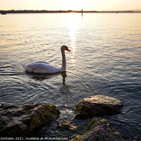 Buy canvas prints of A swan walks near the shore of Lago di Garda at sunset. by Joaquin Corbalan