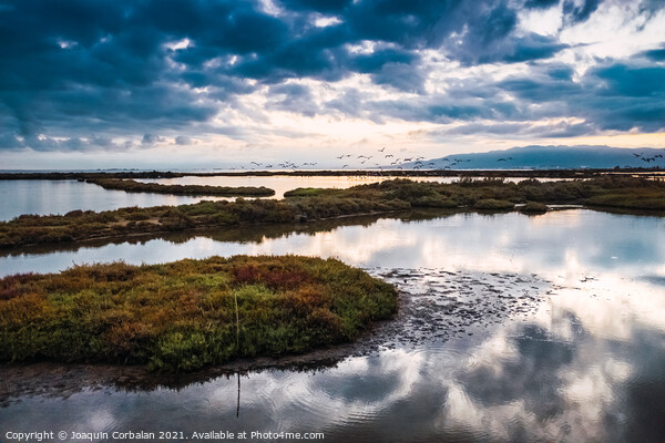 The wetlands of the Ebro delta receive flocks of migratory birds Picture Board by Joaquin Corbalan