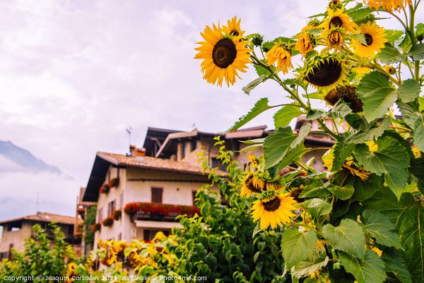 Wild sunflowers adorn a country lane in the Italian Alps, with s Picture Board by Joaquin Corbalan