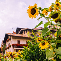 Buy canvas prints of Wild sunflowers adorn a country lane in the Italian Alps, with s by Joaquin Corbalan