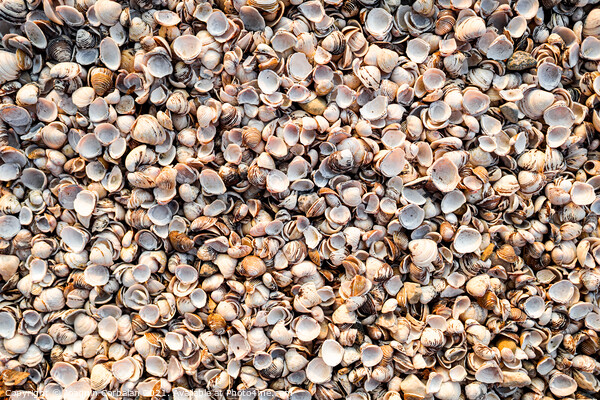 Thousands of empty clam shells, full shell background to use as  Picture Board by Joaquin Corbalan