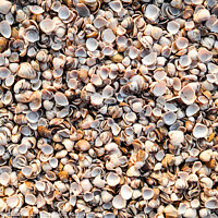 Buy canvas prints of Thousands of empty clam shells, full shell background to use as  by Joaquin Corbalan