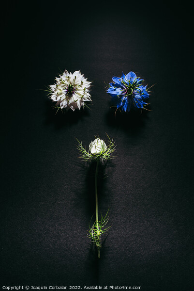 Delicate flowers viewed from above in flat lay isolated on black Picture Board by Joaquin Corbalan