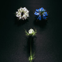 Buy canvas prints of Delicate flowers viewed from above in flat lay isolated on black by Joaquin Corbalan