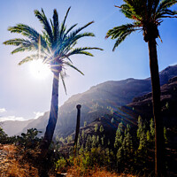 Buy canvas prints of Palm trees in a Moroccan oasis surrounded by mountains in the mo by Joaquin Corbalan
