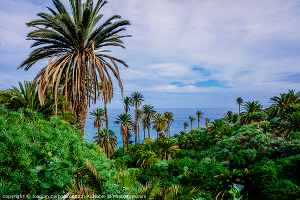 Plantation of banana trees and tropical fruits near the sea, on  Picture Board by Joaquin Corbalan