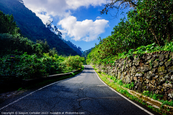 Beautiful road between tropical mountains of a leafy and paradis Picture Board by Joaquin Corbalan
