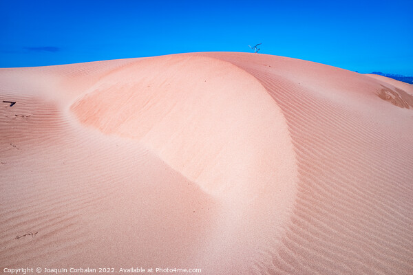 Fine sand blown by the wind creates dunes on the shores of the s Picture Board by Joaquin Corbalan