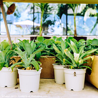 Buy canvas prints of Indoor plants grown in a very bright home greenhouse. by Joaquin Corbalan
