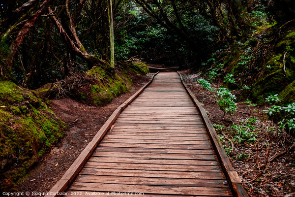 Mysterious wooden path, which crosses a closed forest, to protec Picture Board by Joaquin Corbalan
