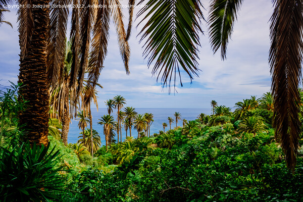 View of the tropical Atlantic coast through the leaves of palm t Picture Board by Joaquin Corbalan