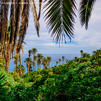 Buy canvas prints of View of the tropical Atlantic coast through the leaves of palm t by Joaquin Corbalan