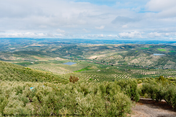 Panoramic view of a valley with olive plantations in Andalucia,  Picture Board by Joaquin Corbalan