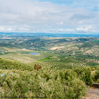 Buy canvas prints of Panoramic view of a valley with olive plantations in Andalucia,  by Joaquin Corbalan