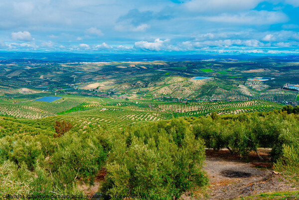 Panoramic view of a valley with olive plantations in Andalucia,  Picture Board by Joaquin Corbalan