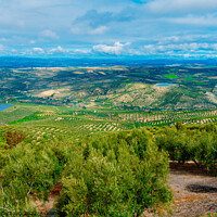 Buy canvas prints of Panoramic view of a valley with olive plantations in Andalucia,  by Joaquin Corbalan