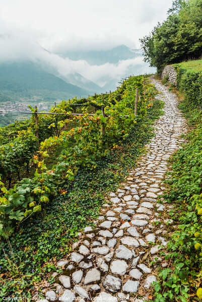 Mountainside with vineyards on a cloudy day in the Italian Alps. Picture Board by Joaquin Corbalan