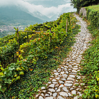 Buy canvas prints of Mountainside with vineyards on a cloudy day in the Italian Alps. by Joaquin Corbalan