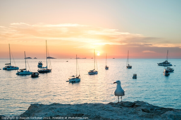 Seagull perched on a cliff watches the boats anchored in the bay Picture Board by Joaquin Corbalan