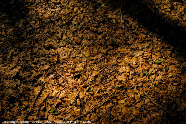 Natural autumn background, warmth of fallen dry leaves on the gr Picture Board by Joaquin Corbalan