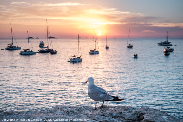 Seagull perched on a cliff watches the boats anchored in the bay Picture Board by Joaquin Corbalan