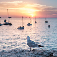 Buy canvas prints of Seagull perched on a cliff watches the boats anchored in the bay by Joaquin Corbalan