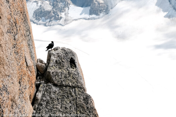A raven resting on a rock in an alpine mountain. Picture Board by Joaquin Corbalan