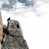 Buy canvas prints of A raven resting on a rock in an alpine mountain. by Joaquin Corbalan