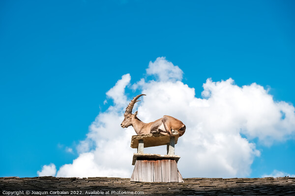 Alpine ibex, goats with long horns, perch on the roofs of houses Picture Board by Joaquin Corbalan