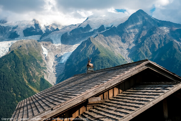 Alpine ibex, capra, resting bucolic on the roofs of alpine huts, Picture Board by Joaquin Corbalan