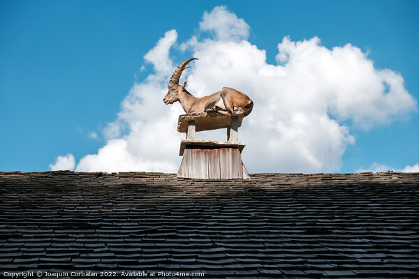 Alpine ibex, goats with long horns, perch on the roofs of houses Picture Board by Joaquin Corbalan