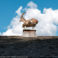 Buy canvas prints of Alpine ibex, goats with long horns, perch on the roofs of houses by Joaquin Corbalan