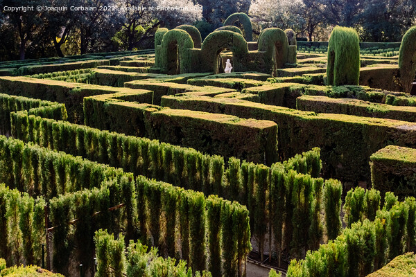 A maze with cypresses for people inside a romantic garden Picture Board by Joaquin Corbalan