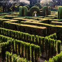 Buy canvas prints of A maze with cypresses for people inside a romantic garden by Joaquin Corbalan
