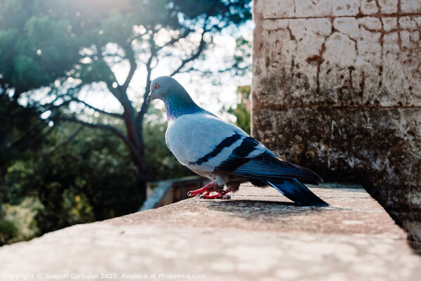 A solitary city pigeon rests undisturbed in a garden. Picture Board by Joaquin Corbalan