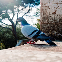 Buy canvas prints of A solitary city pigeon rests undisturbed in a garden. by Joaquin Corbalan