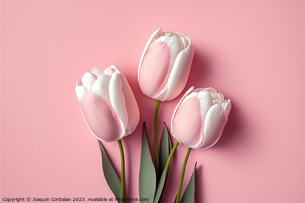 Pretty pink tulips, top view, isolated on soft colored backgroun Picture Board by Joaquin Corbalan