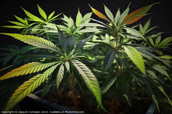 Fresh marijuana leaves, medicinal plant. Ai genera Picture Board by Joaquin Corbalan