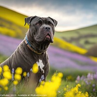 Buy canvas prints of Portrait of a calm Corso dog in a flowery meadow.  by Joaquin Corbalan