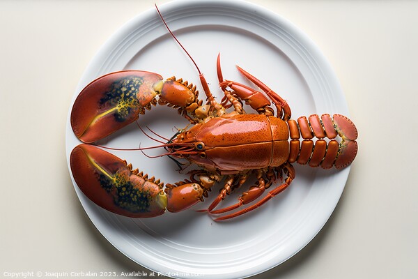 Dish with a single boiled lobster, viewed from above, white lumi Picture Board by Joaquin Corbalan