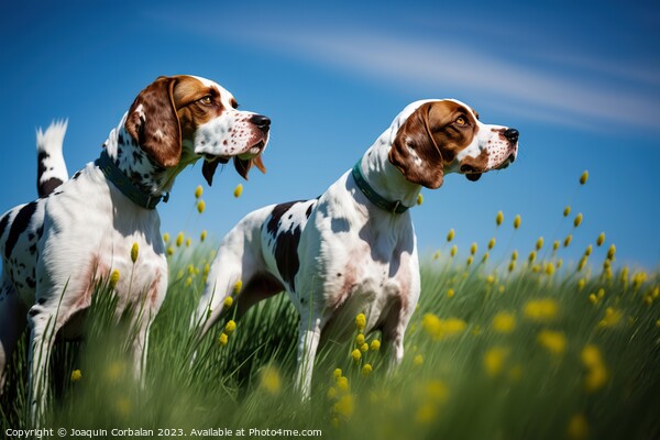 An English Pointer dog, healthy and attentive to prey. Ai genera Picture Board by Joaquin Corbalan