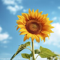 Buy canvas prints of The sunflower shines with joy as it basks in the warmth of summe by Joaquin Corbalan