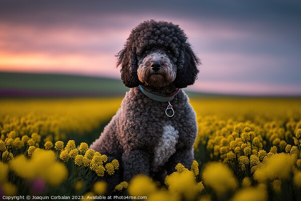 purebred poodle canine patiently awaits its next a Picture Board by Joaquin Corbalan