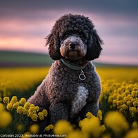 Buy canvas prints of purebred poodle canine patiently awaits its next a by Joaquin Corbalan