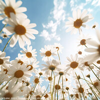 Buy canvas prints of Blooming daisies, seen from below in wide angle. A by Joaquin Corbalan