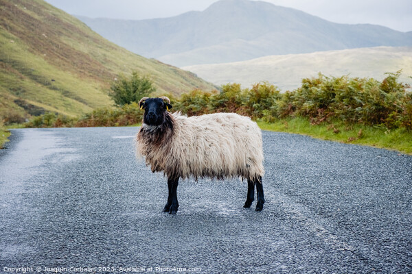 Blackface Irish Mountain Sheep, next to a road. Picture Board by Joaquin Corbalan