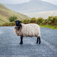 Buy canvas prints of Blackface Irish Mountain Sheep, next to a road. by Joaquin Corbalan